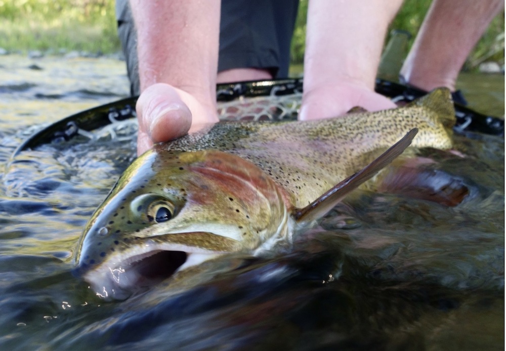 Eastern Idaho anglers, remember these regulation changes as you break out the fishing gear - Vimarsana News