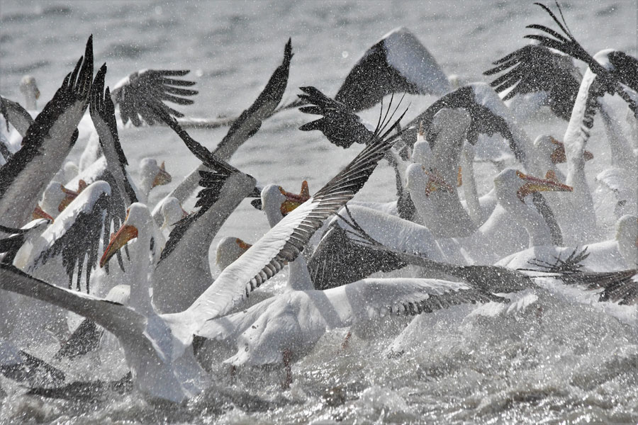 An enormous display of birds and an unwanted shower - Vimarsana News