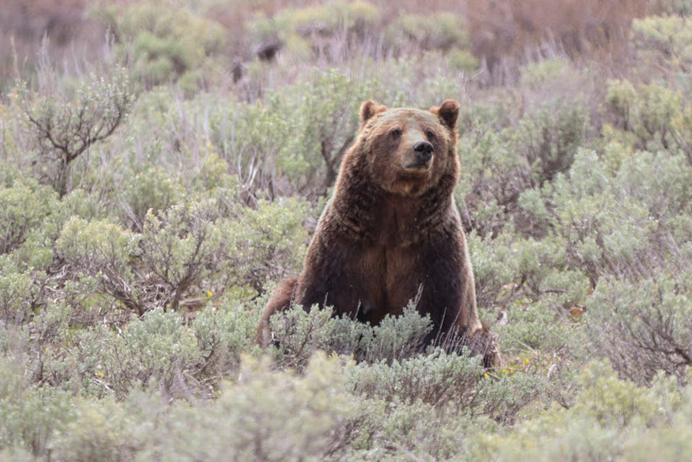 Grizzly bear 399's offspring are now independent, cubs could be spotted in Teton County - Vimarsana News