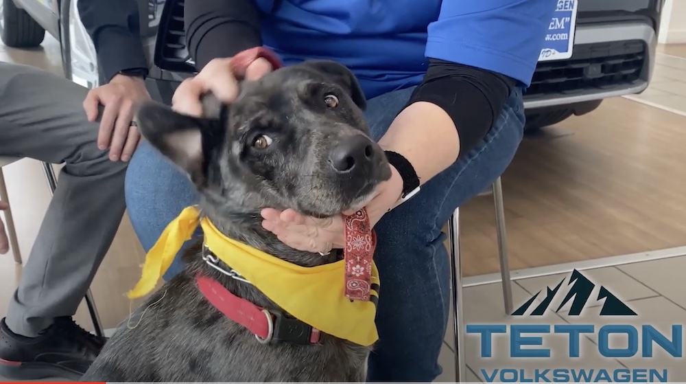 Pet of the Week: Bruce - East Idaho News - Vimarsana News