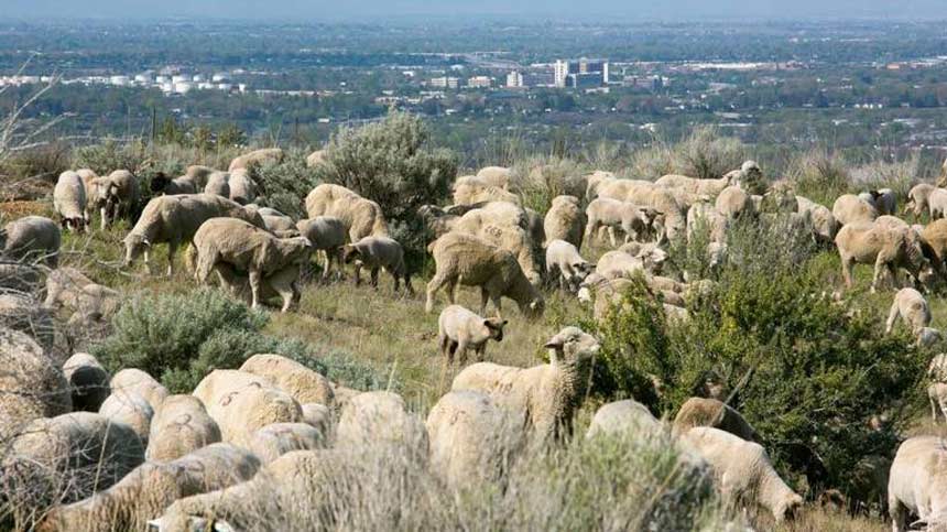 Rancher: Dozens of sheep killed in 'pile up' after being chased by wolves near Boise - Vimarsana News